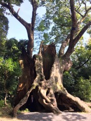 12112511_405964412947664_7122062552784070620_n